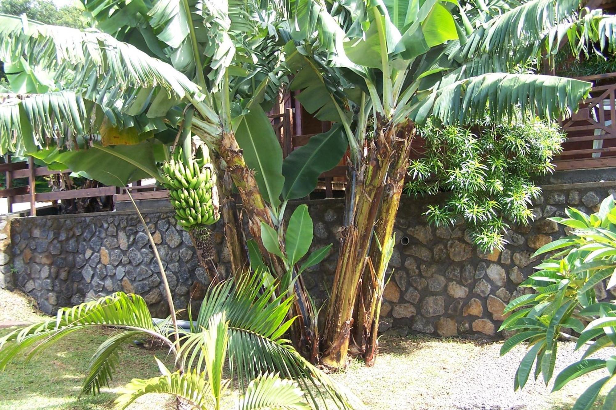 Les Bungalows Les Vanilliers, Sud Sauvage Avec Piscine Saint-Joseph Rom bilde
